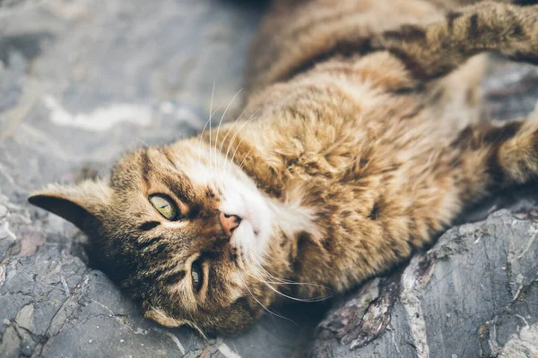 Gato adulto lindo sin hogar se encuentra en las piedras junto al mar y duerme, descansa. Turquía, Estambul. El problema de los animales sin hogar en las ciudades. —  Fotos de Stock