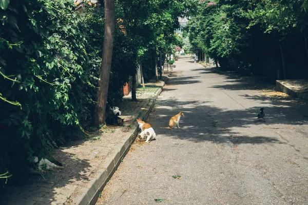 Gatos bonitos desabrigados comem comida na rua no asfalto na calçada. Turquia, Istambul. O problema dos animais desabrigados nas cidades. — Fotografia de Stock