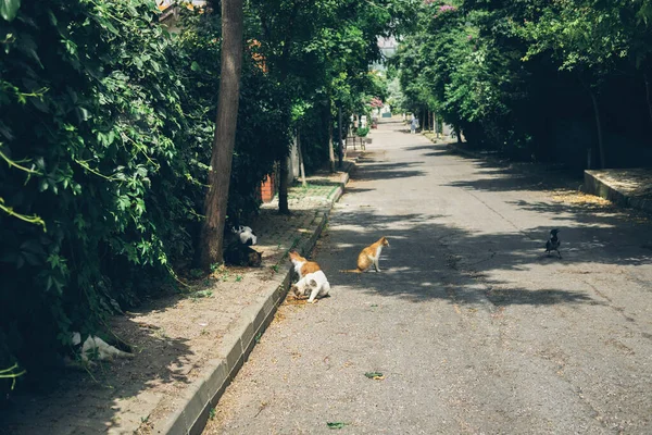 Homeless cute cats eat food on the street on asphalt on sidewalk. Turkey, Istanbul. The problem of homeless animals in cities. — Stock Photo, Image