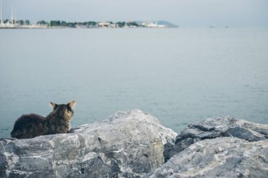 Evsiz, sevimli yetişkin kedi deniz kenarındaki taşların üzerinde yatıyor ve uyuyor, dinleniyor. Hindi, İstanbul. Şehirlerdeki evsiz hayvanların sorunu.