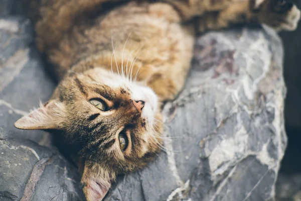 Gato adulto lindo sin hogar se encuentra en las piedras junto al mar y duerme, descansa. Turquía, Estambul. El problema de los animales sin hogar en las ciudades. — Foto de Stock