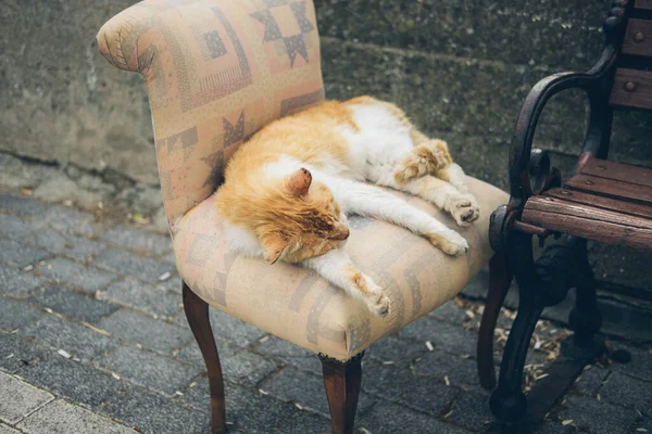 Senzatetto carino gatto si trova su una poltrona e dorme e riposa. Turchia, Istanbul. Il problema dei senzatetto nelle città. — Foto Stock