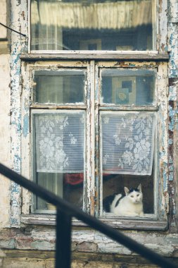 Komik kedisi olan eski bir kır evinin mavi ahşap penceresi..