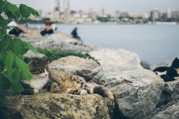 Gato adulto lindo sin hogar se encuentra en las piedras junto al mar y duerme, descansa. Turquía, Estambul. El problema de los animales sin hogar en las ciudades. —  Fotos de Stock