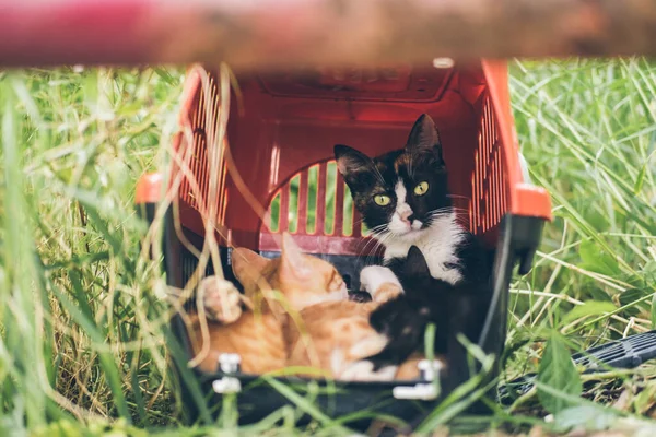 Gato lindo sin hogar se encuentra en la hierba en la calle y duerme y descansa. Turquía, Estambul. El problema de los animales sin hogar en las ciudades. — Foto de Stock