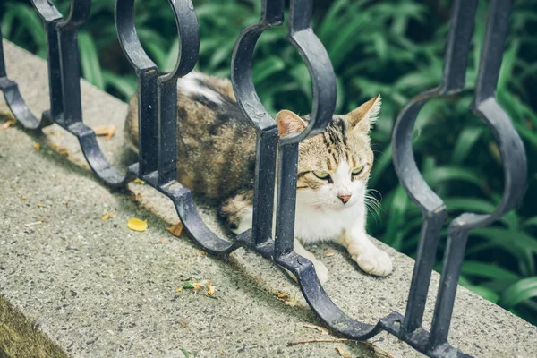 Gato lindo sin hogar yace en la calle y descansa. Turquía, Estambul. El problema de los animales sin hogar en las ciudades. — Foto de Stock