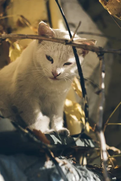 Senzatetto bianco carino gatto si trova per strada e si riposa. Il problema dei senzatetto nelle città. — Foto Stock