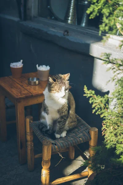ホームレスのかわいい猫は肘掛け椅子に横になって寝て休んでいます トルコ イスタンブール 都市のホームレスの動物の問題 — ストック写真