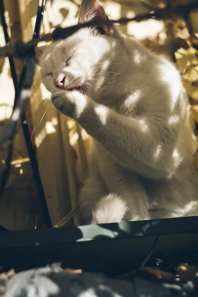 Sem Teto Gato Bonito Branco Encontra Rua Descansa Problema Dos — Fotografia de Stock