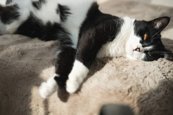 Divertido Lindo Negro Blanco Esmoquin Gato Acostado Sol Suave Manta —  Fotos de Stock