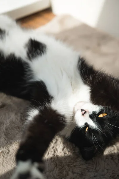 Grappig Schattig Zwart Wit Tuxedo Kat Liggend Zon Zachte Deken — Stockfoto