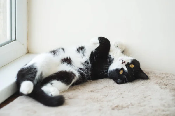 窓の近くの柔らかい毛布の上に太陽の下で寝そべっている面白いかわいい黒と白のタキシード猫とカメラを見て — ストック写真