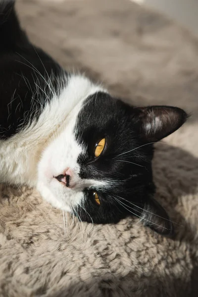 窓の近くの柔らかい毛布の上に太陽の下で寝そべっている面白いかわいい黒と白のタキシード猫とカメラを見て — ストック写真