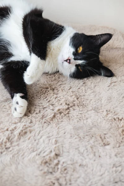 Drôle Mignon Noir Blanc Tuxedo Chat Couché Soleil Sur Une — Photo