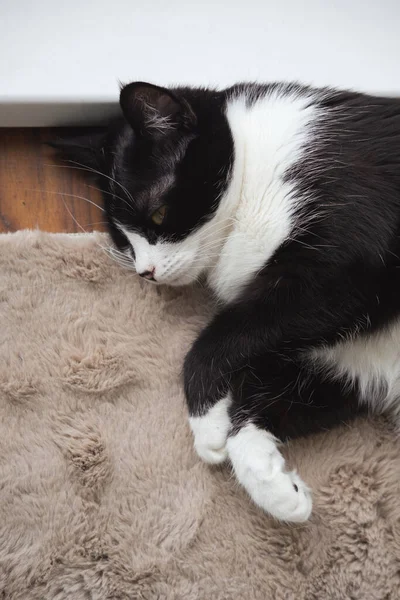 Engraçado bonito preto e branco Tuxedo gato deitado ao sol no cobertor macio perto da janela no peitoril da janela e olhando para a câmera. — Fotografia de Stock