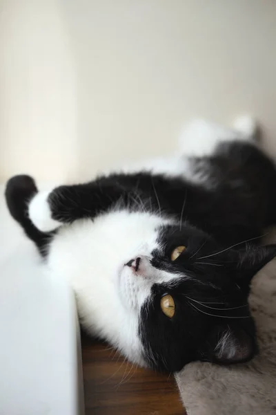 Lustige süße schwarz-weiße Smoking-Katze liegt in der Sonne auf weicher Decke am Fenster auf der Fensterbank und schaut in die Kamera. — Stockfoto