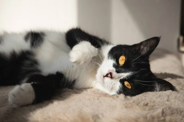 Lustige süße schwarz-weiße Smoking-Katze liegt in der Sonne auf weicher Decke am Fenster auf der Fensterbank und schaut in die Kamera. — Stockfoto