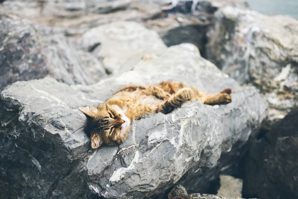 Homeless cute adult cat lies on the stones by the sea and sleeps, rests. Turkey, Istanbul. The problem of homeless animals in cities.