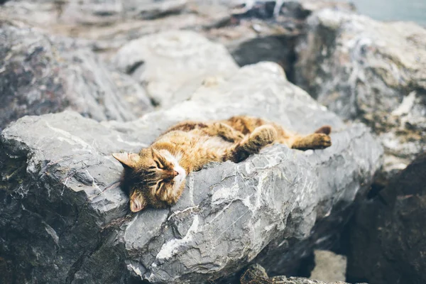 Senzatetto carino gatto adulto si trova sulle pietre in riva al mare e dorme, riposa. Turchia, Istanbul. Il problema dei senzatetto nelle città. — Foto Stock