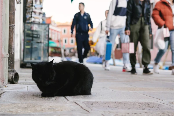 Gato lindo sin hogar yace en la calle y descansa. Italia, Venecia. El problema de los animales sin hogar en las ciudades. —  Fotos de Stock