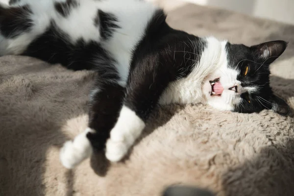 Divertido Lindo Negro Blanco Esmoquin Gato Acostado Sol Suave Manta — Foto de Stock