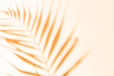 Soyut turuncu arka plan, palmiye yapraklarının gölgesi. Marigold renk gölgesi fotoğrafı. Tropik ağaç yaprakları. Kopyalama alanı ve maketi ile bulanık moda 2021 dokusu