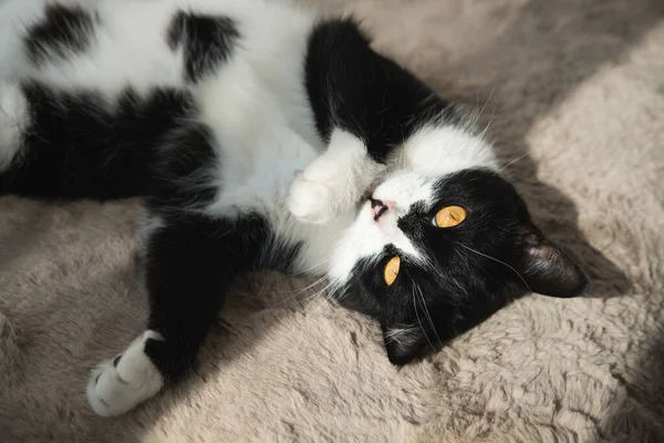 Drôle Mignon Noir Blanc Tuxedo Chat Couché Soleil Sur Une — Photo