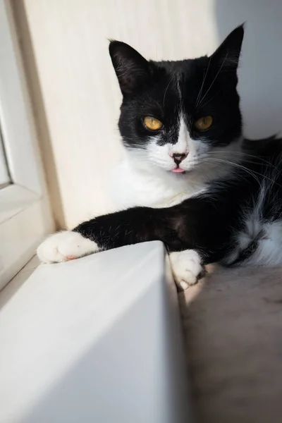 Engraçado Bonito Preto Branco Tuxedo Gato Deitado Sol Cobertor Macio — Fotografia de Stock