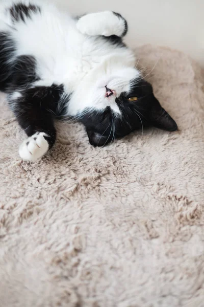 Śmieszne Słodkie Czarny Biały Kot Tuxedo Leżący Słońcu Miękkim Kocu — Zdjęcie stockowe