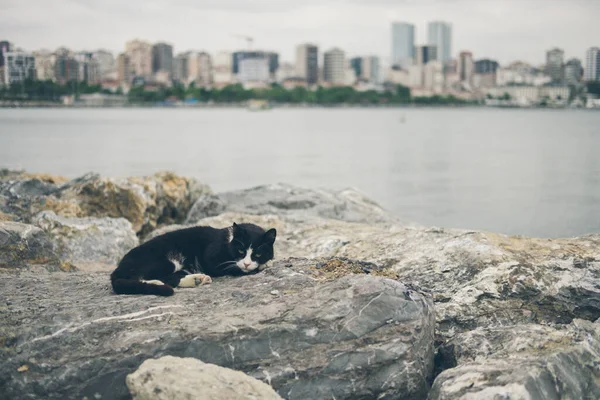 Sin Hogar Lindo Adulto Negro Blanco Esmoquin Gato Encuentra Las — Foto de Stock