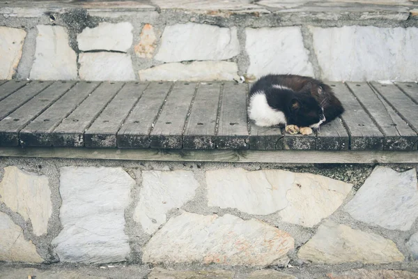 Homeless cute adult black and white tuxedo cat lies on the stones by the sea and sleeps, rests. Turkey, Istanbul. The problem of homeless animals in cities.