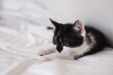 Beyaz yatakta uzanmış kameraya bakan komik siyah beyaz smokinli kedi..