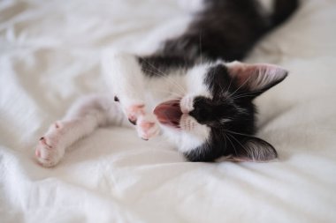 Beyaz yatakta uzanmış kameraya bakan komik siyah beyaz smokinli kedi..