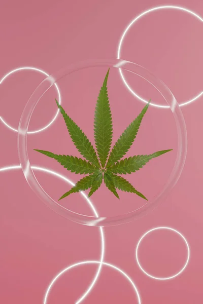 Zöld kender levelek rózsaszín háttérrel. 3D renderelés textúra. Kerek üveg háttér izzó körök. — Stock Fotó