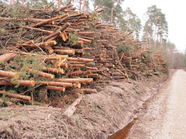 Bir orman nakliyesi için yığılmış kesme çam günlükleri