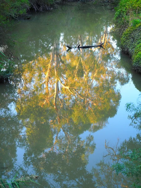 Odraz červené zářící strom ve večerním slunci ve venkovských creek — Stock fotografie