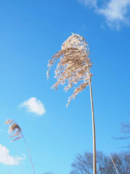 Riet Waait Wind Onder Blauwe Hemel — Stockfoto