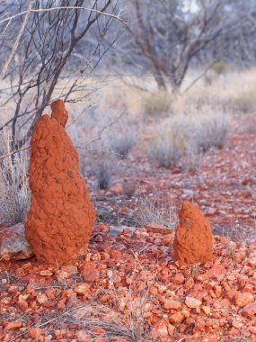 Two Termite Mounts in the outback
