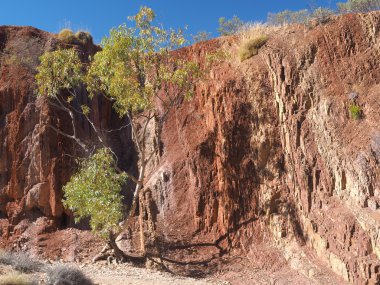 Bir dere Mcdonnell aralıklardaki bankalarda yukarı hardal satırları