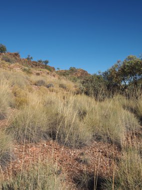Spinifeks çim Ellery creek, Northern Territory yakınındaki Dolomit yürüme