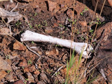 Alice Springs yakınındaki taşra kırmızı çöl kumları hayvan kemikleri yıpranmış