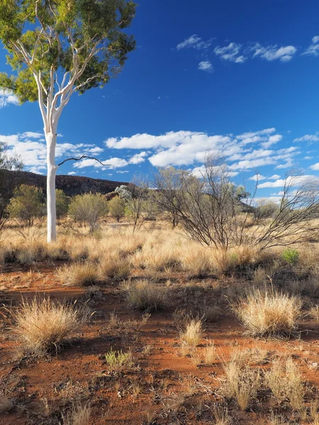 Tarde tardia Goma Árvore no outback perto Simpsons Gap — Fotografia de Stock