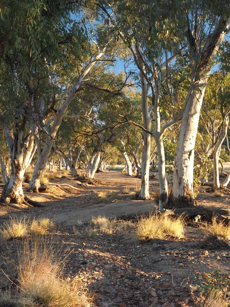 Gum trees in the dry Roe creek river bed — Stock Photo, Image