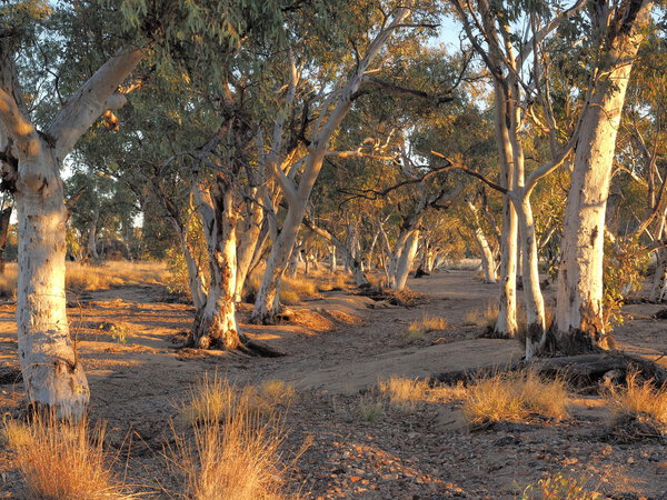 Gum trees in the dry Roe creek river bed in the late afternoon McDonnell