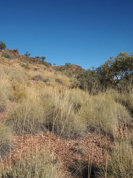 Trawa bardziej kolczasty spacerem dolomitu w pobliżu Ellery creek, Northern Territory — Zdjęcie stockowe