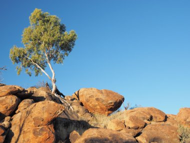 Sakız ağacı beyaz ve outback oluşumu eski Telegraph Station yakınındaki rock