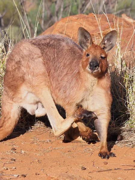 Vakarja magát, és mosolyogva egy outback Kangaroo rock formáció — Stock Fotó