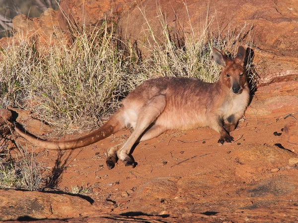 Kenguru (Macropus rufus), pihen a reggeli napsütést, a vadonban rock formáció közelében Alice Springs — Stock Fotó