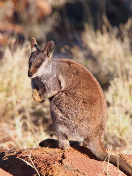 Felsenwallaby über die Aussichten — Stockfoto