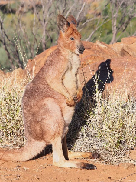 Kenguru, állt a meleg outback reggeli nap — Stock Fotó